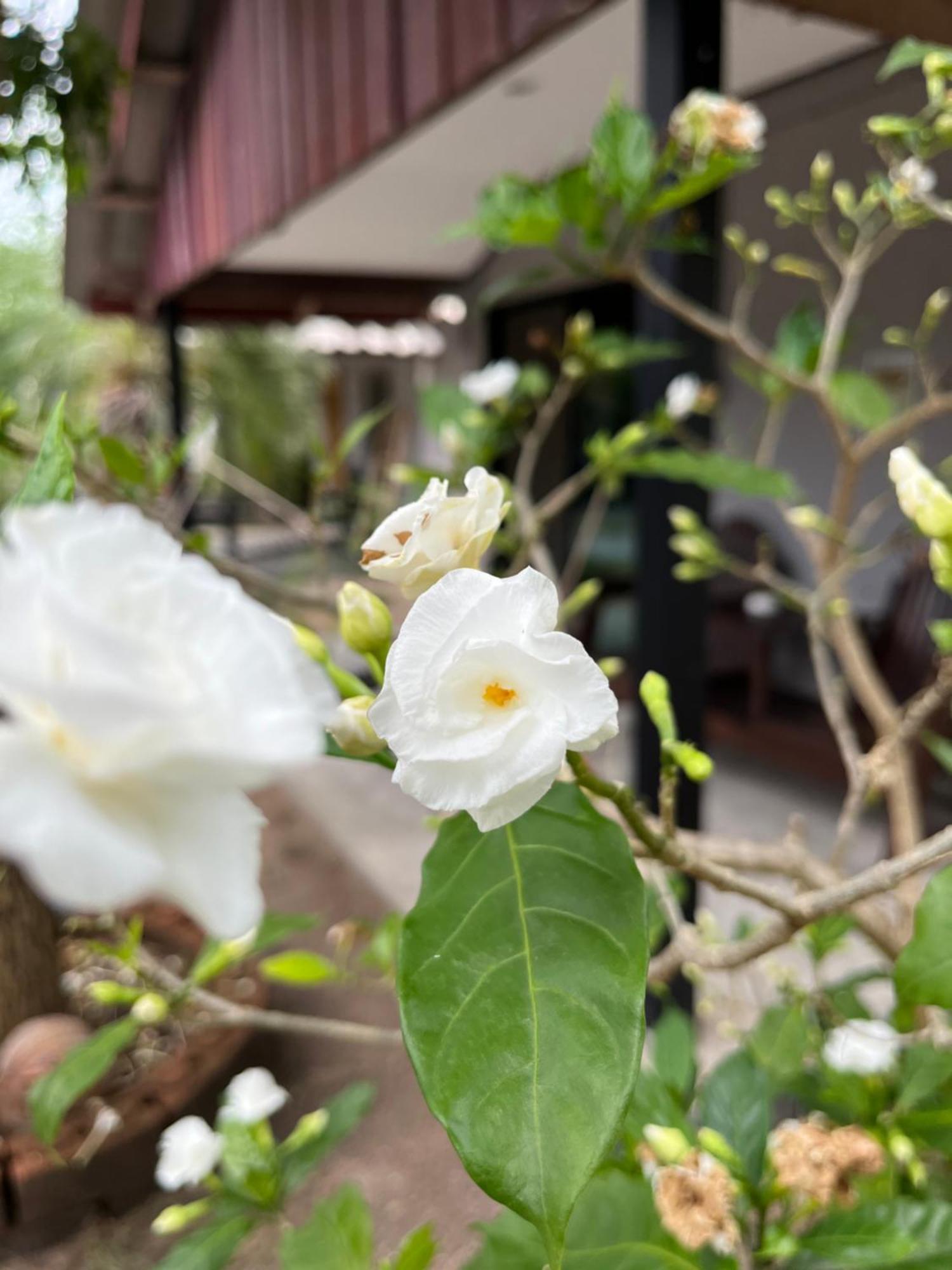 The Cosy Sunset Beach Resort & Restaurant Thong Sala Luaran gambar